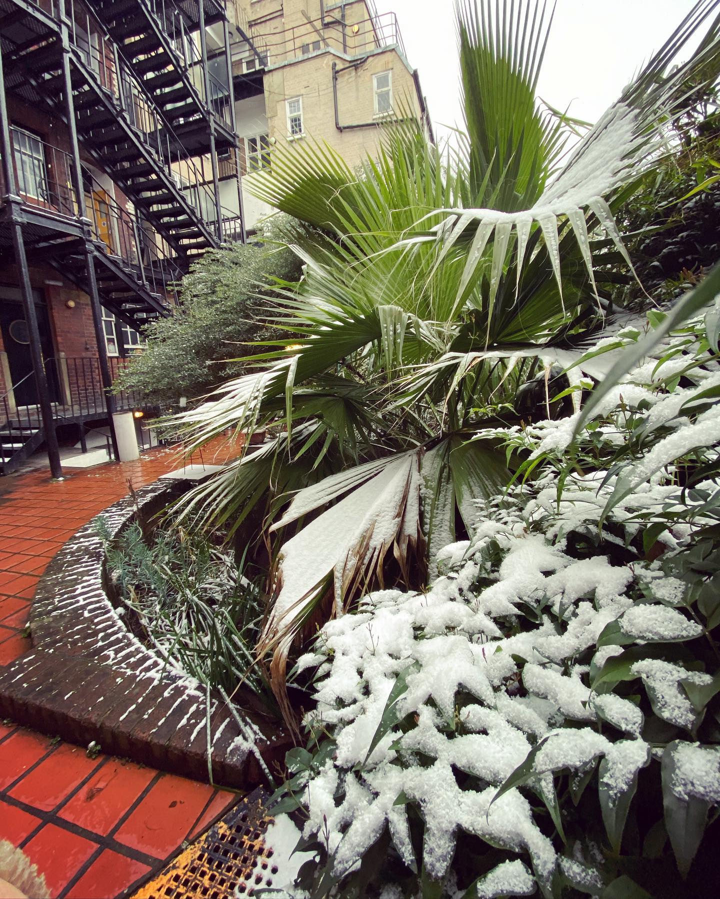 So happy to finally see some snow settling in our garden at Louise House ☃️️☃️️ . . .