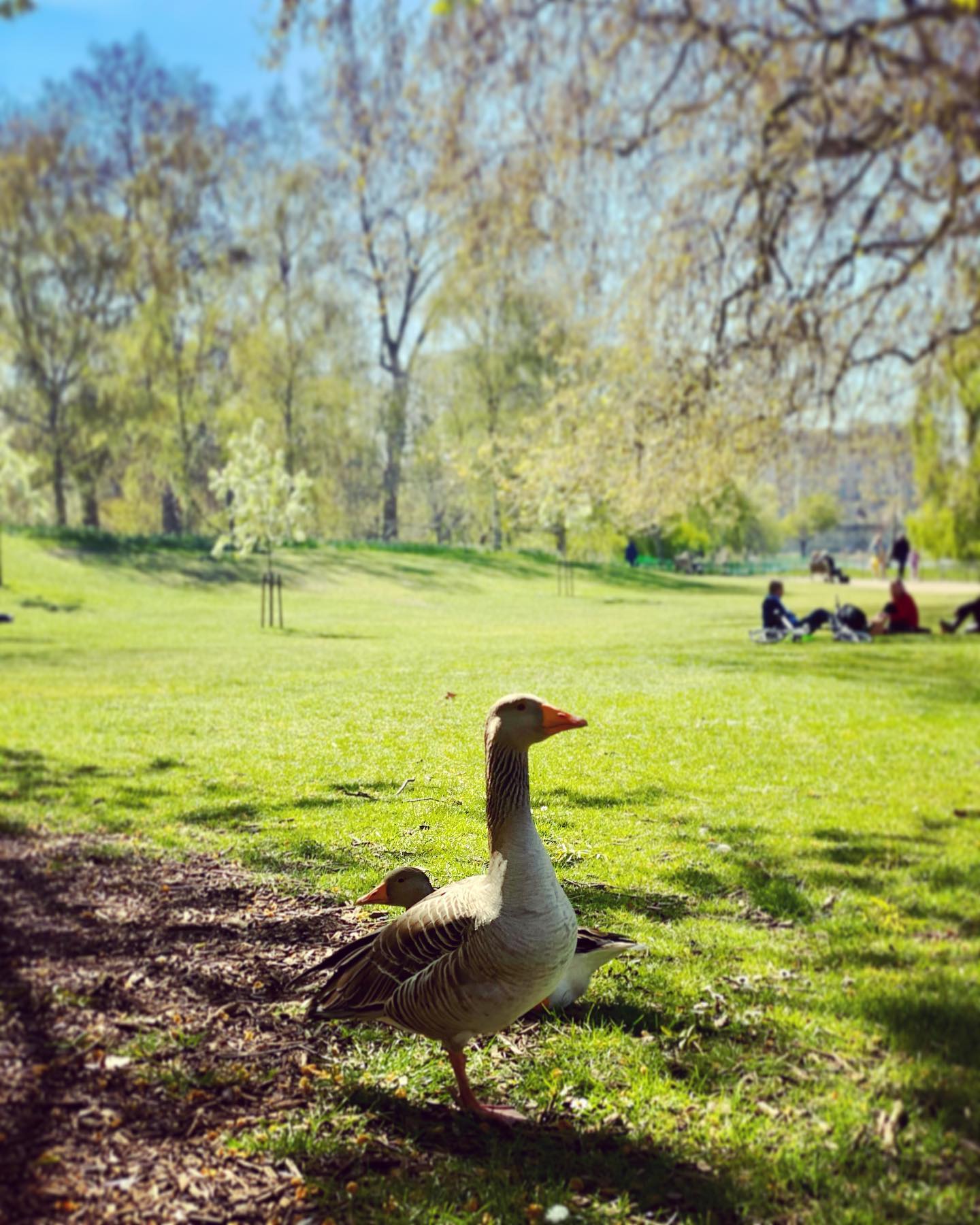 Next week, 10-16 May, is Mental Health Awareness Week and this year’s theme is NatureNature is so paramount to our psychological and emotional well-being that it would be impossible to achieve good mental health without a connection to the natural world 🌍Take time to recognise and grow your connection with nature during this week.Take a walk, have a picnic, paint the beautiful wildlife and flora from your nearby parks.Nature is our great untapped resource for a mentally healthy future@crmstudents . . .